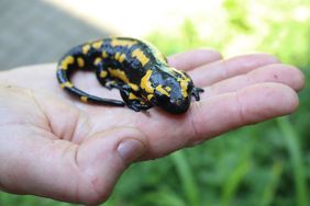 Ein schwarz-gelb gezeichneter Feuersalamander sitzt auf einer Hand