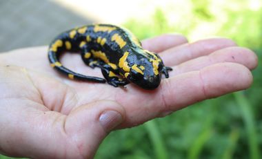 Ein schwarz-gelb gezeichneter Feuersalamander sitzt auf einer Hand