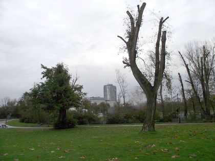 Einige Bäume konnten durch durch Kronenrückschnitt erhalten werden