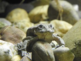 Aquazoo Löbbecke Museum