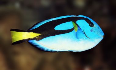 Eine Berühmtheit aus indopazifischen Korallenriffen: Der Palettendoktorfisch (Paracanthurus hepatus). 