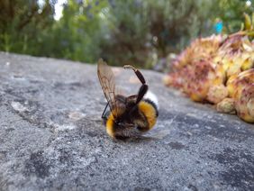 Eine tote Hummel liegt auf einer Natursteinmauer