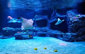 zwei Kuhnasenrochen im großen Hai-Aquarium des Aquazoo