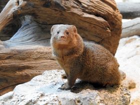 Aquazoo Löbbecke Museum