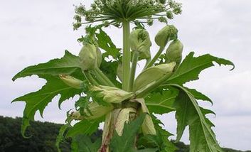 Blüte der Herkulesstaude, Foto. Dr. Ulf Schmitz