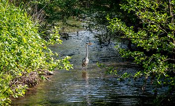 Ein Fischreiher in der renaturierten Südlichen Düssel, die durch den üppigen Bewuchs wie ein Tunnel wirkt.