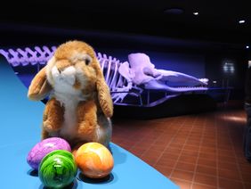 Ein Plüschhase hockt hinter einigen bemalten Eiern auf dem Kassenmöbel im Aquazoo Löbbecke Museum. Im Hintergrund ist das 17 Meter lange Pottwalskelett des Eingangsbereiches zu sehen.