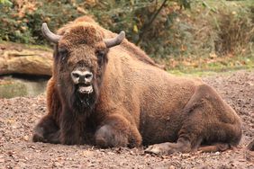 Ein Wisent-Bulle hockt auf aufgewühltem Erdboden. Er ist im Profil zu sehen und blickt in Richtung des Betrachters. im Hintergund erstreckt sich eine Wand aus Bäumen.