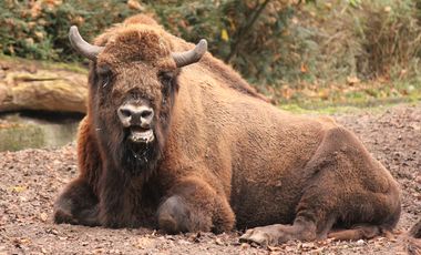 Ein Wisent-Bulle hockt auf aufgewühltem Erdboden. Er ist im Profil zu sehen und blickt in Richtung des Betrachters. im Hintergund erstreckt sich eine Wand aus Bäumen.