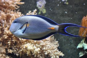 Aquazoo Löbbecke Museum