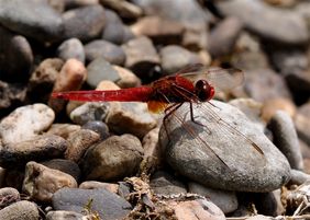 Feuerlibelle