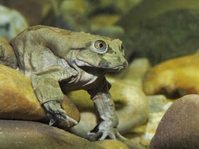 Aquazoo Löbbecke Museum