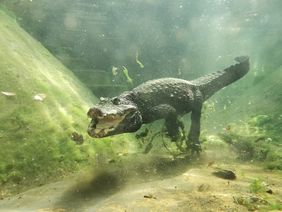 Stumpfkrokodil "Bruce" unter Wasser im Gehege des Aquazoo Löbbecke Museum