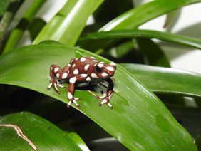 Ein Marañón-Baumsteiger (Excidobates mysteriosus) im Terrarium des Aquazoo Löbbecke Museum