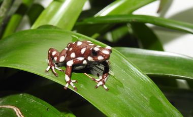 Ein Marañón-Baumsteiger (Excidobates mysteriosus) im Terrarium des Aquazoo Löbbecke Museum