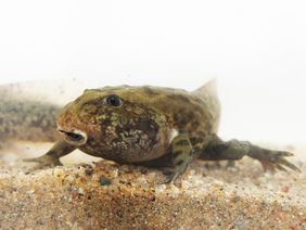 Weit entwickelte Kaulquappe des Titicaca-Riesenfrosches im Aquarium des Aquazoo Löbbecke Museum