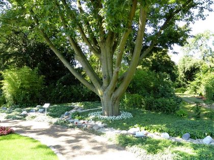 Die Urnengräber im Memoriamgarten