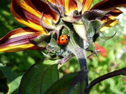 Siebenpunkt-Marienkäfer (Coccinella septempunctata) auf Kleiner Sonnenblume (Helianthus annuus), Foto: Gartenamt Düsseldorf