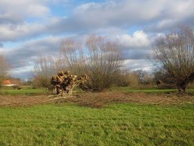 Landeshauptstadt Düsseldorf/Garten-, Friedhofs und Forstamt