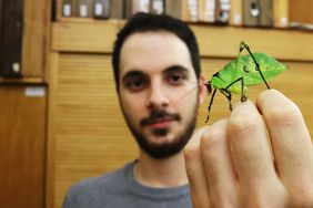 Eine tropische Blattschrecke auf der Hand eines Insektenforschers im Magazin des Aquazoo Löbbecke Museum