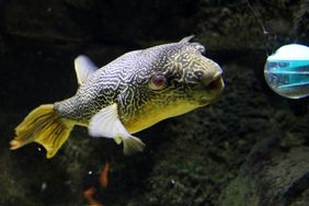 Goldringel-Kugelfisch (Tetraodon mbu) mit Futterkugel im Aquazoo Düsseldorf