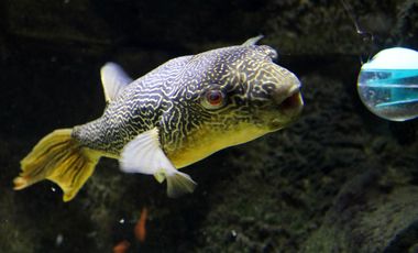 Goldringel-Kugelfisch (Tetraodon mbu) mit Futterkugel im Aquazoo Düsseldorf