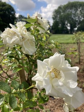 Landeshauptstadt Düsseldorf/Gartenamt