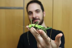 Ein Mann hält ein großes, grünes Insekt (Riesendornschrecke) in seiner ausgestreckten Hand dem Betrachtenden entgegen.