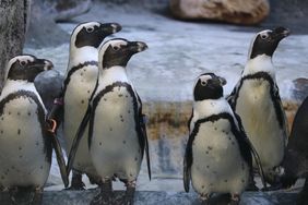 Fünf Brillenpinguine stehen nebeneinander in ihrem gehege im Aquazoo LÖbbecke Museum