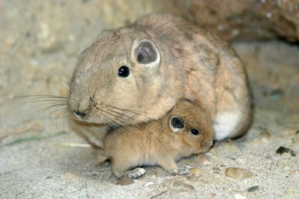 Gundi (Ctenodactylus gundi) mit Jungtier