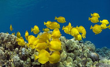 Man sieht einen Schwarm Segelflossenbader