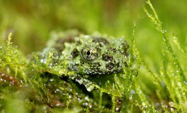 Man sieht einen grünen Vietnamesischen Moosfrosch