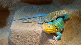 Aquazoo Löbbecke Museum