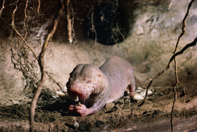 Aquazoo Löbbecke Museum