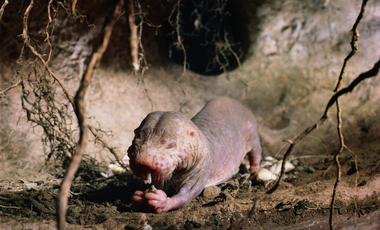 Nacktmull aus dem Aquazoo Löbbecke Museum