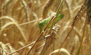 Ein Grünes Heupferd in einem Weizenfeld