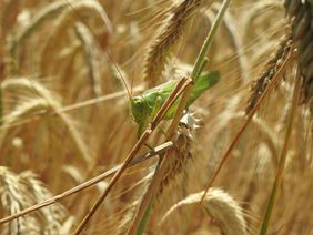 Ein Grünes Heupferd in einem Weizenfeld