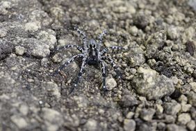 Eine Deserta-Tarantel (Hogna ingens) auf steinigem Boden