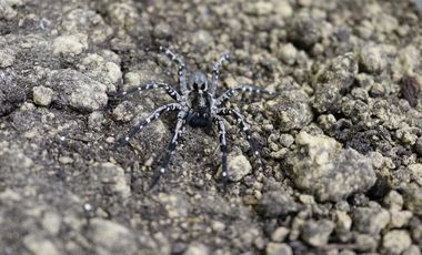 Eine Deserta-Tarantel (Hogna ingens) auf steinigem Boden