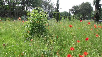 Wildblumenwiese an der Simrockstraße