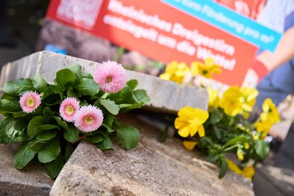 Blumen statt Pflastersteine: Mit der Kampagne "Grau raus, Grün rein" unterstützt die Landeshauptstadt Düsseldorf seit 2025 Bürgerinnen und Bürger dabei, Flächen eigenständig zu entsiegeln und zu begrünen. Copyright: Landeshauptstadt Düsseldorf/Lasse Rotthoff  