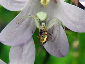 Veränderliche Krabbenspinne (Misumena vatia) mit erbeuteter Hainschwebfliege (Episyrphus balteatus)