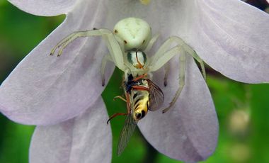 Veränderliche Krabbenspinne (Misumena vatia) mit erbeuteter Hainschwebfliege (Episyrphus balteatus)