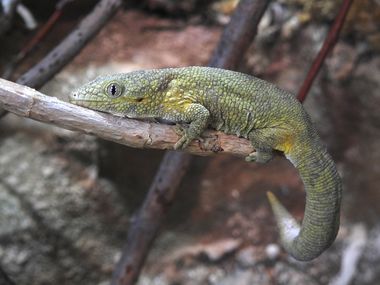 Ein Chamäleongecko liegt auf einem Ast