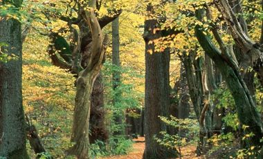 Herbstwald. Foto: Gartenamt