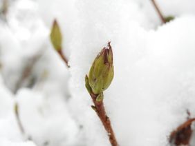 Strauchknospe im Schnee