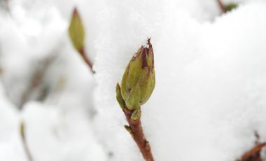 Strauchknospe im Schnee