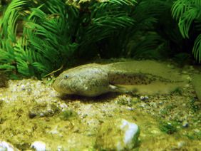 Kaulquappe des Titicaca-Riesenfrosches im Aquarium des Aquazoo Löbbecke Museum