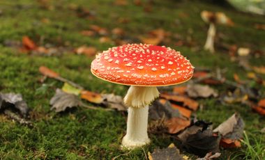 Fliegenpilz und Fallaub auf Waldboden