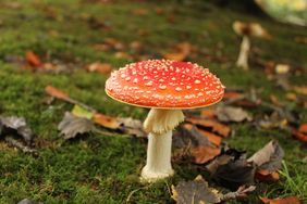 Fliegenpilz und Fallaub auf Waldboden